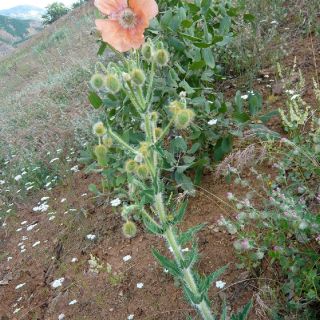ssp persicum- Diyarbakır