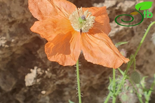 Hakkari