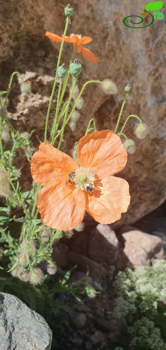 Hakkari