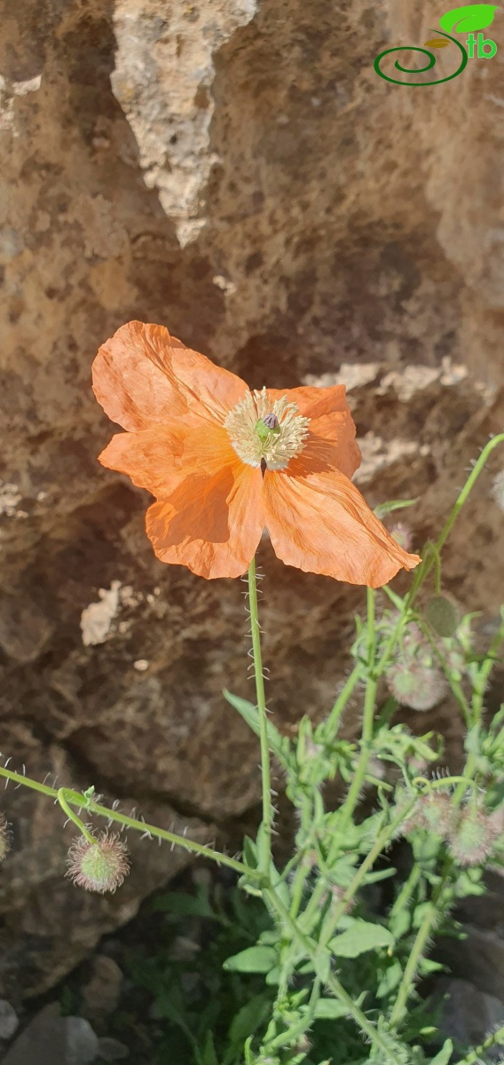 Hakkari