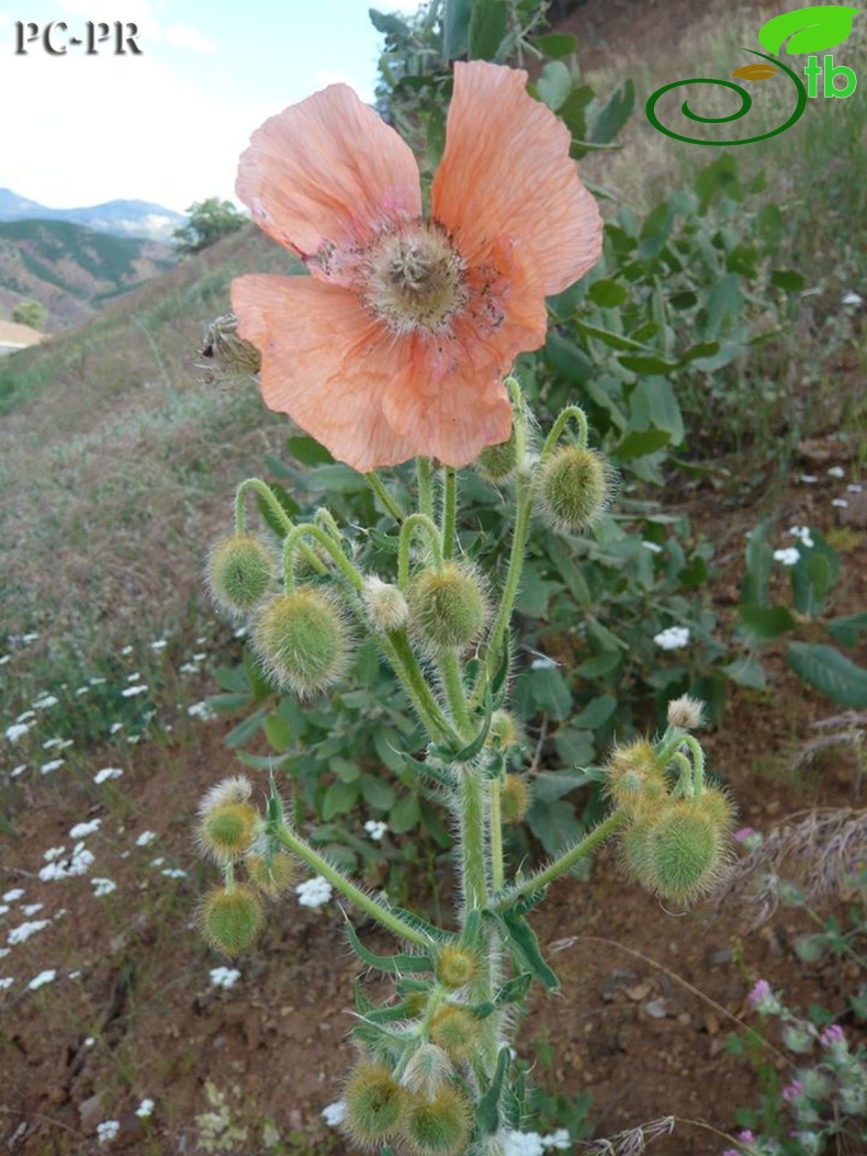 ssp persicum- Diyarbakır