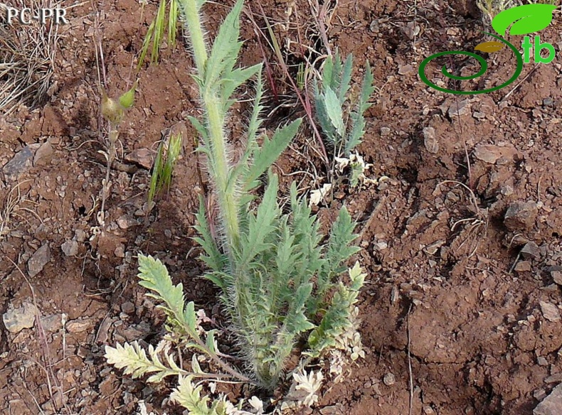 ssp persicum- Diyarbakır