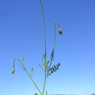 Datça-Muğla