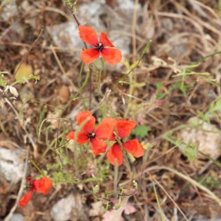 Marmaris
