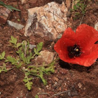 Osmaniye-Marmaris