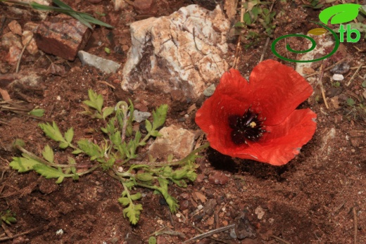 Osmaniye-Marmaris