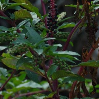 Kırklareli
