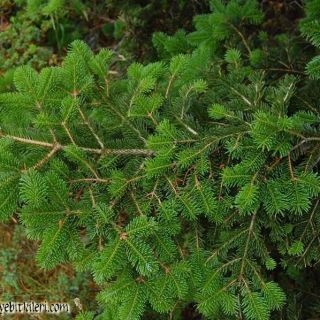 subsp. equi-trojani-Kazdağları
