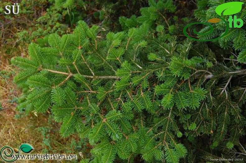 subsp. equi-trojani-Kazdağları