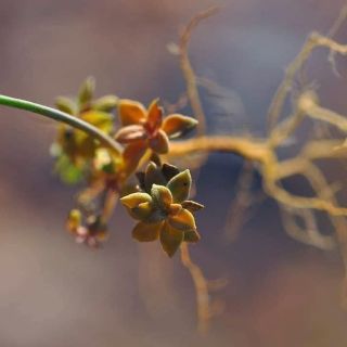 var brevicalyx- Alanya