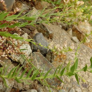 Subsp. artvinensis-Artvin