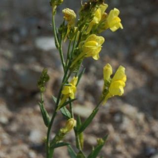 ssp genistifolia-Gerede-Bolu