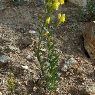ssp genistifolia-Gerede-Bolu