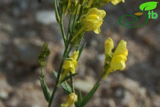 ssp genistifolia-Gerede-Bolu