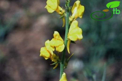 ssp linifolia-Ankara