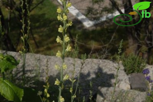ssp confertiflora-Ürgüp-Nevşehir