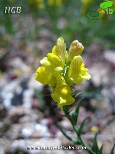 subsp. confertiflora