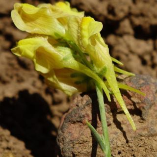 subsp. pycnophylla-Erzurum