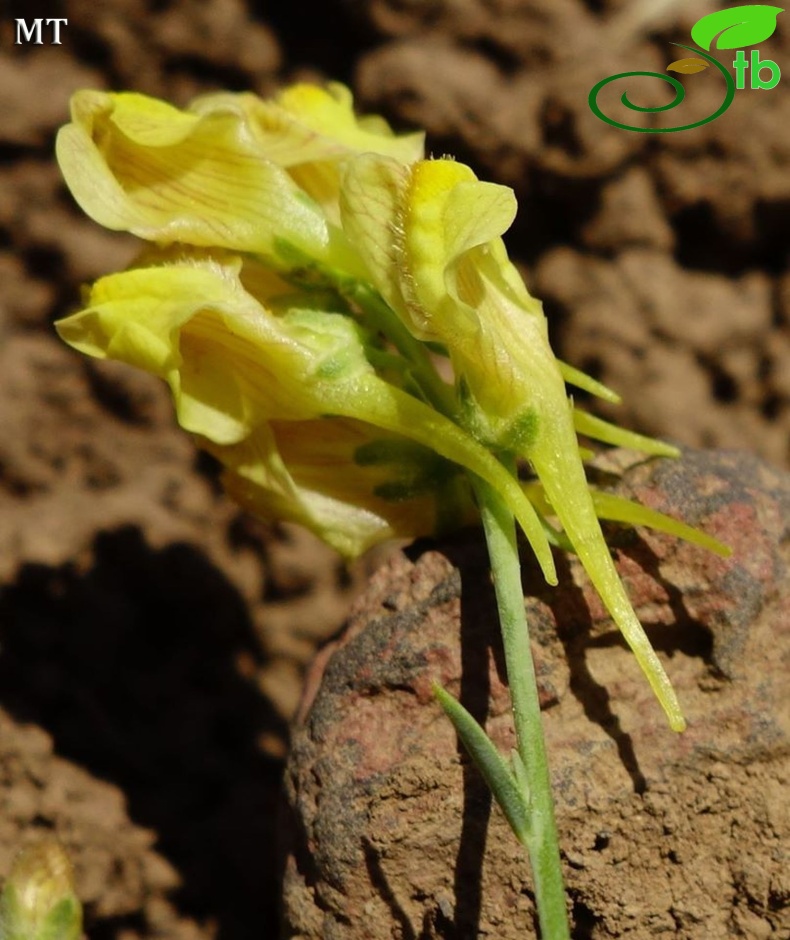 subsp. pycnophylla-Erzurum