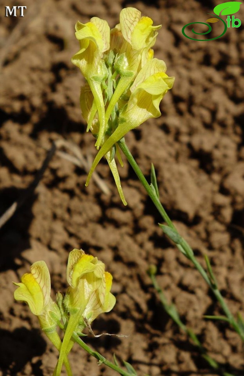 subsp. pycnophylla-Erzurum