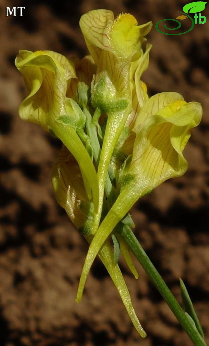 subsp. pycnophylla-Erzurum