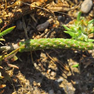 subsp. coronopus- Alanya