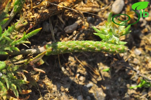 subsp. coronopus- Alanya