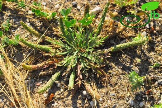 subsp. coronopus- Alanya
