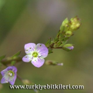 Marmaris-Muğla