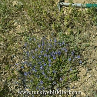 ssp orientalis-Divriği-Sivas