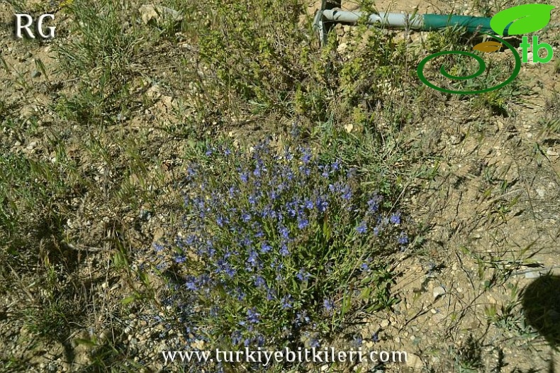 ssp orientalis-Divriği-Sivas