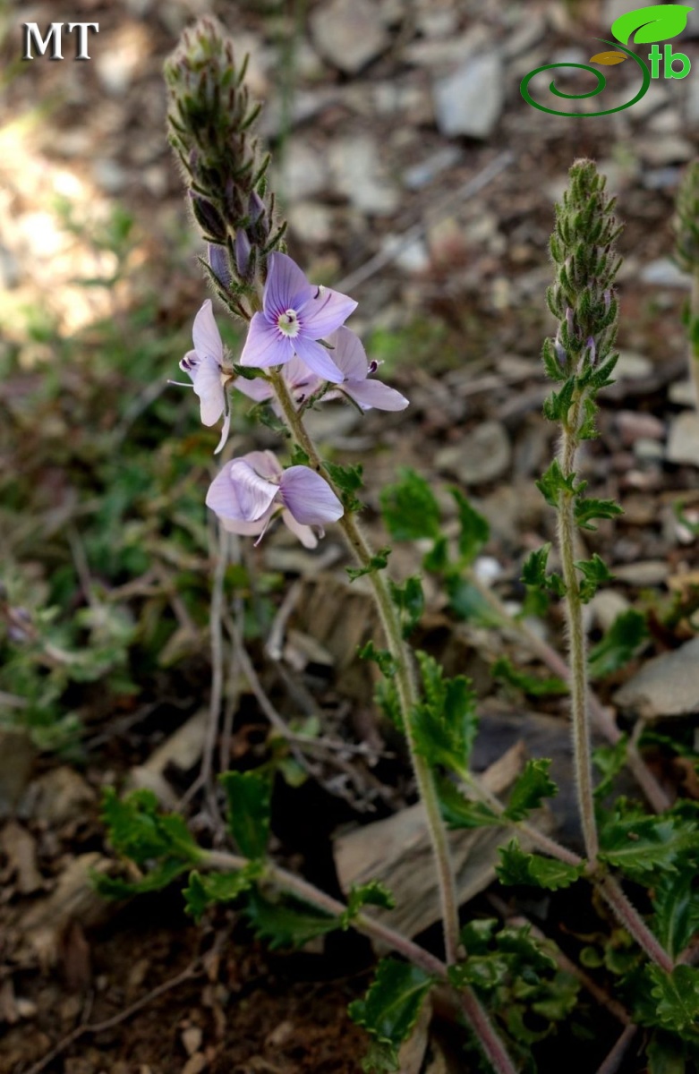 var. schizocalyx- İstanbul