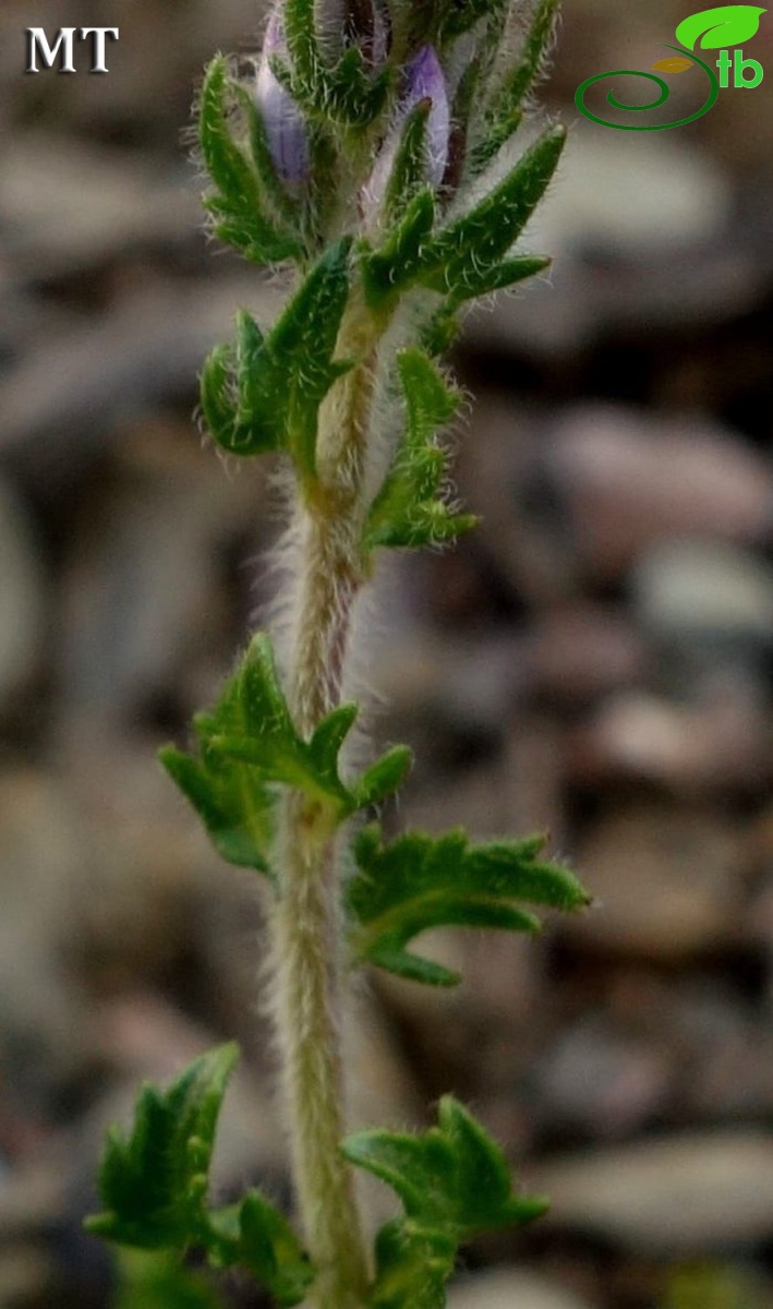 var. schizocalyx- İstanbul