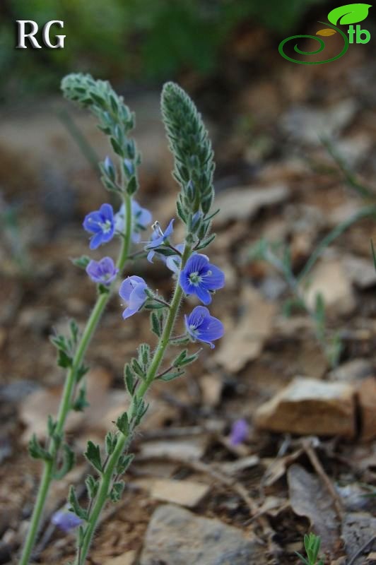 var pectinata-Ankara