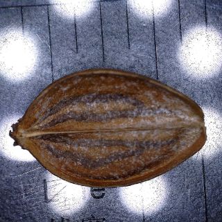 Meyve-Fruit (Commissural)