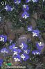 İsrail