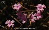 var.brachystachyum-İzmir