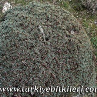 Nallıhan-Ankara
