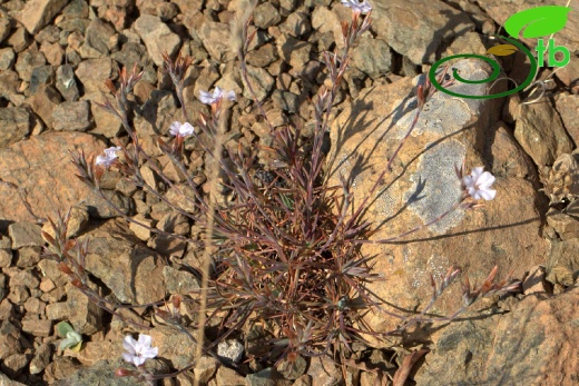 var purpurascens- Sandras dağı