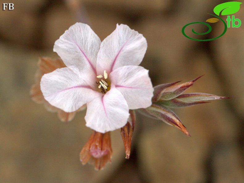 var purpurascens- Sandras dağı