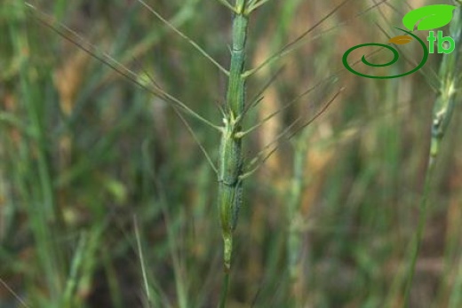 subsp. triuncialis