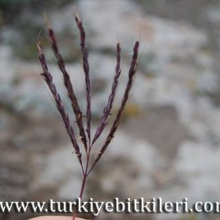 Kayseri