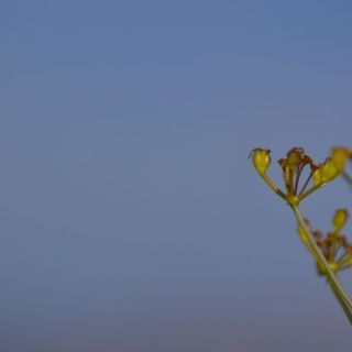Korkuteli-Elmalı