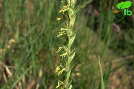 subsp. hispidus
