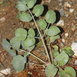 Amanos dağları-Osmaniye