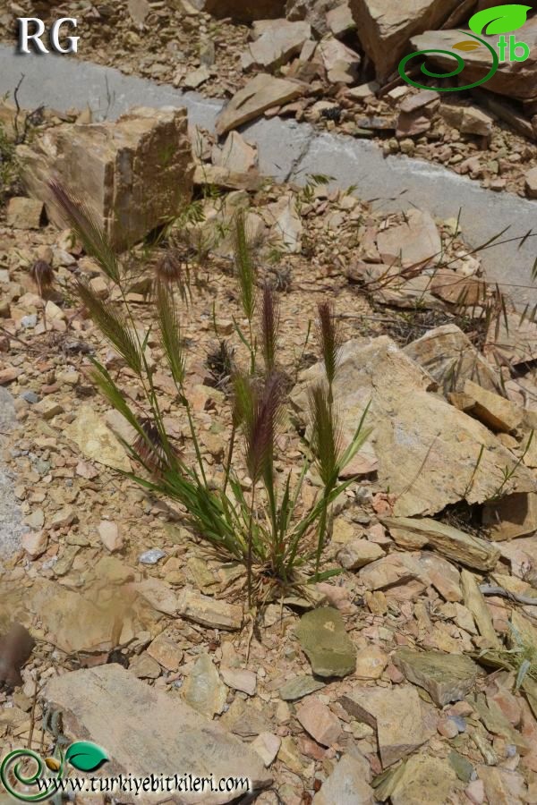 ssp leporinum-Datça-Muğla