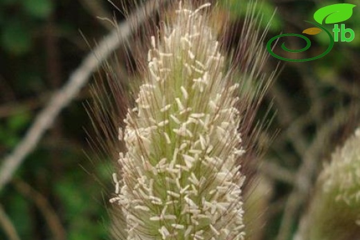 subsp. ovatus