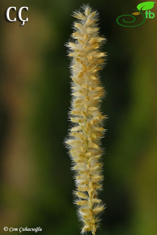 subsp. ciliata-İzmir