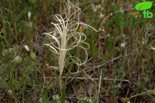 ssp crinitum-İstanbul