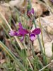 Subsp. pruinosa-Eskişehir